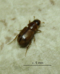 Aphodiini