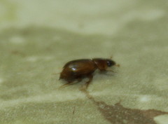 Aphodiini