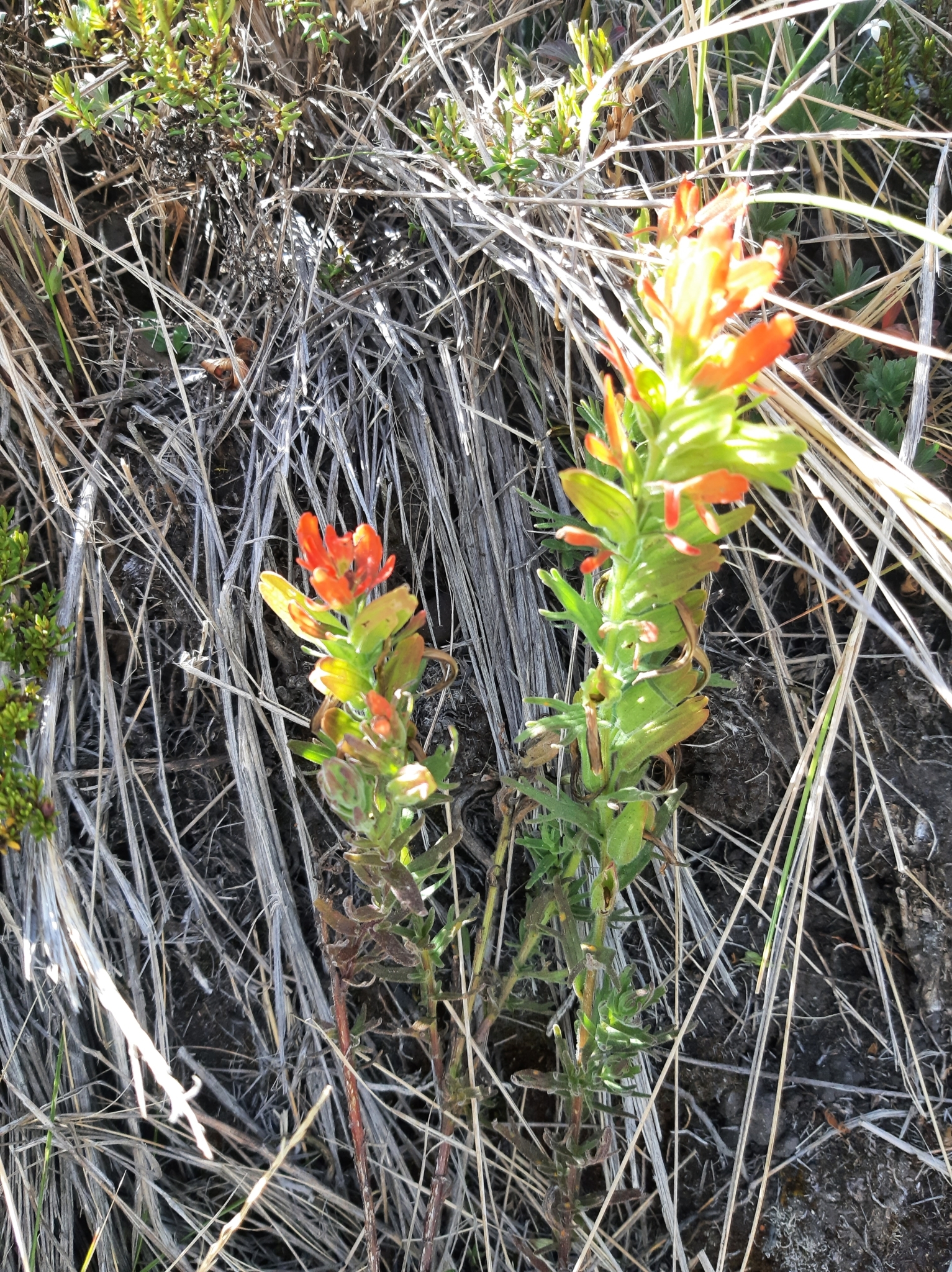 Castilleja fissifolia image