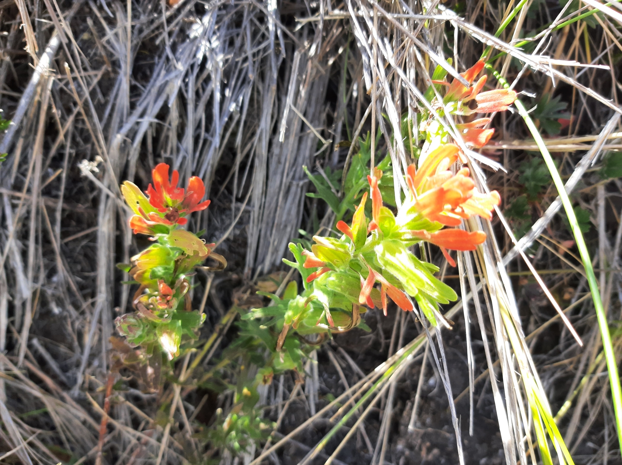 Castilleja fissifolia image