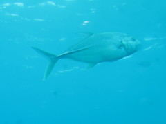 Caranx papuensis