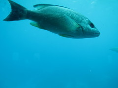 Lutjanus monostigma