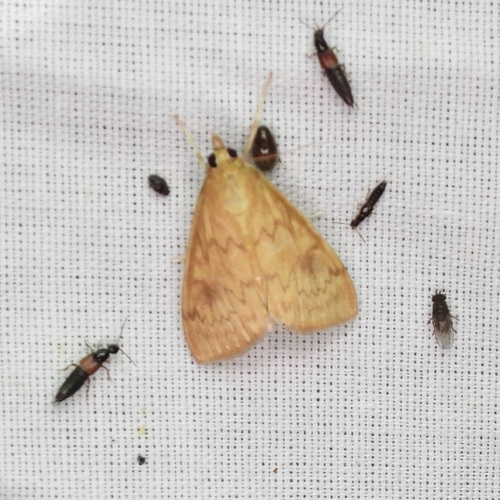 American Lotus Borer photo 5