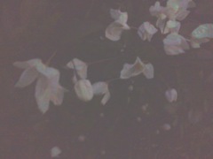 Jasminum officinale