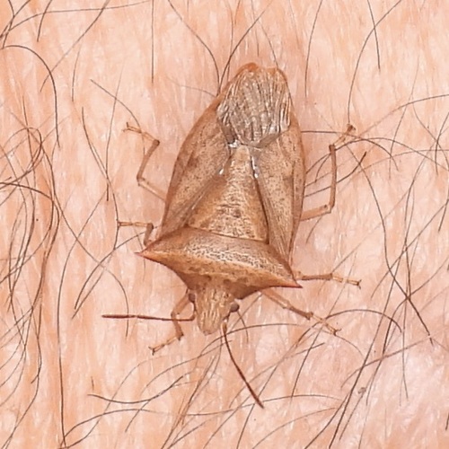 Euschistus ictericus photo 3