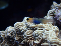 Ecsenius caeruliventris