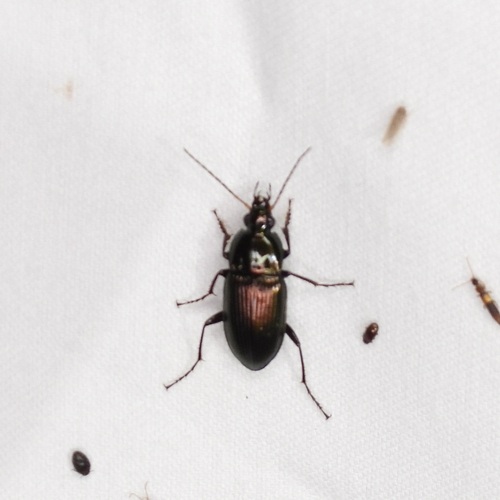 Poecilus chalcites photo 4