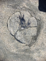 Aequorea forskalea