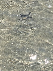 Aequorea forskalea