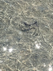 Aequorea forskalea
