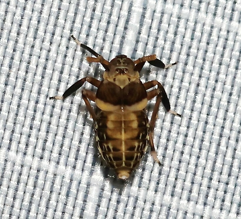 Pissonotus flabellatus