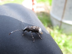 Platystomos albinus