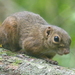 Lowland Slender Squirrel - Photo (c) minder-singh, some rights reserved (CC BY-NC)