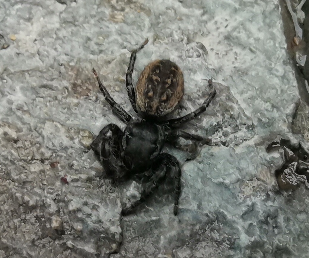 Phidippus cerberus