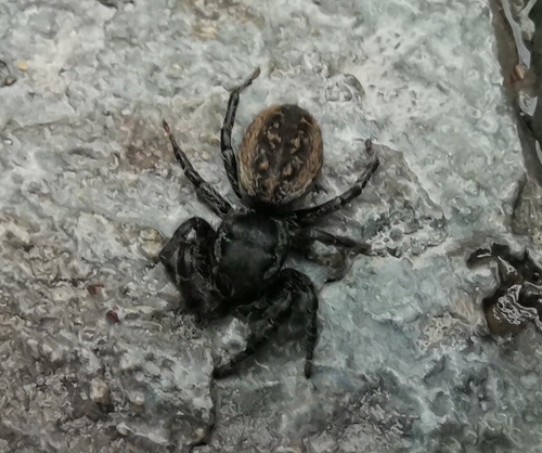 Phidippus cerberus