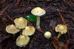 Inocybe kauffmanii