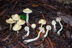 Inocybe kauffmanii