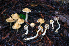 Inocybe kauffmanii