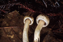 Inocybe kauffmanii