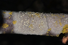 Lecanora confusa