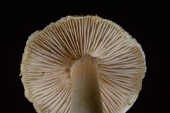 Inocybe kauffmanii