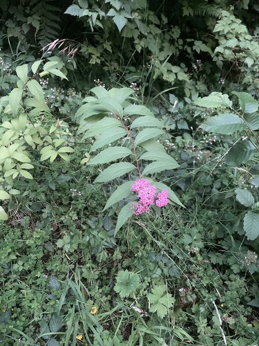 Spiraea japonica iNat (2)