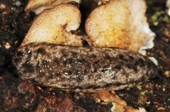 Philomycus togatus
