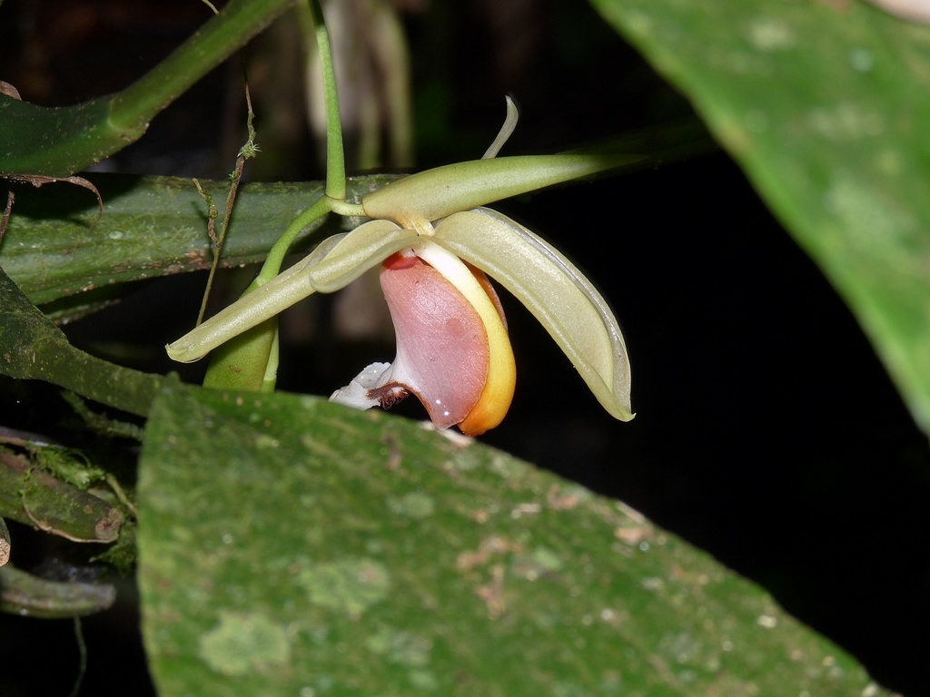 Coelogyne speciosa (Blume) Lindl. 2