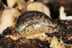 Philomycus togatus