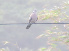 Streptopelia dusumieri