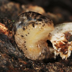 Philomycus togatus