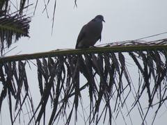 Streptopelia dusumieri