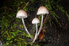 Mycena bulliformis