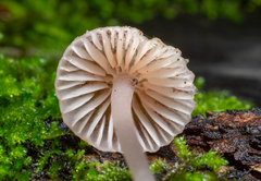 Mycena bulliformis