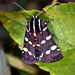Southern Whistling Moth - Photo (c) Cheryl Macaulay, some rights reserved (CC BY-NC), uploaded by Cheryl Macaulay