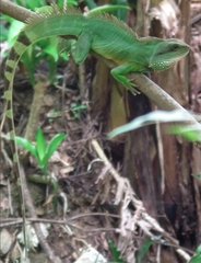 Physignathus cocincinus