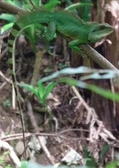 Physignathus cocincinus