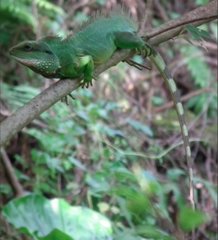 Physignathus cocincinus