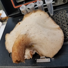 Polyporus decurrens