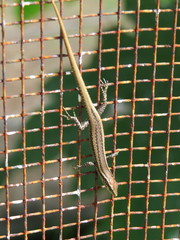 Cryptoblepharus poecilopleurus