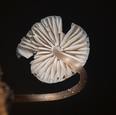 Mycena alcaliniformis