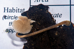 Mycena alcaliniformis