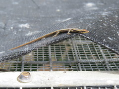Cryptoblepharus poecilopleurus