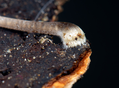 Mycena alcaliniformis