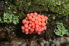 Arcyria ferruginea