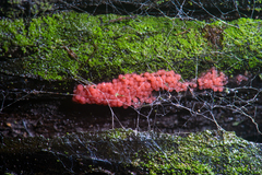 Arcyria ferruginea