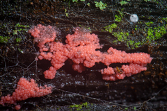 Arcyria ferruginea
