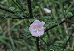 Pavonia zeylanica