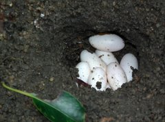 Physignathus cocincinus