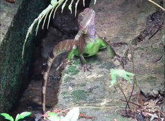 Physignathus cocincinus